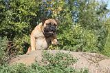 BULLMASTIFF 129